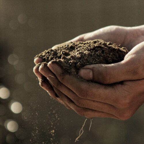 Soil in hand