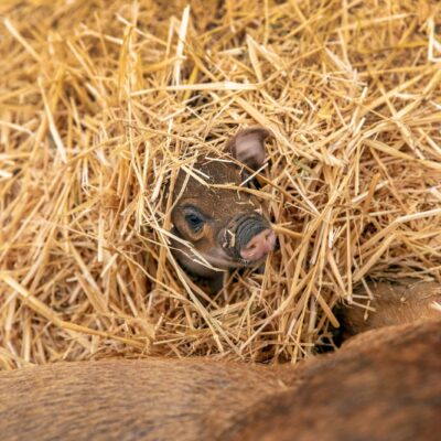 pig hiding in hay