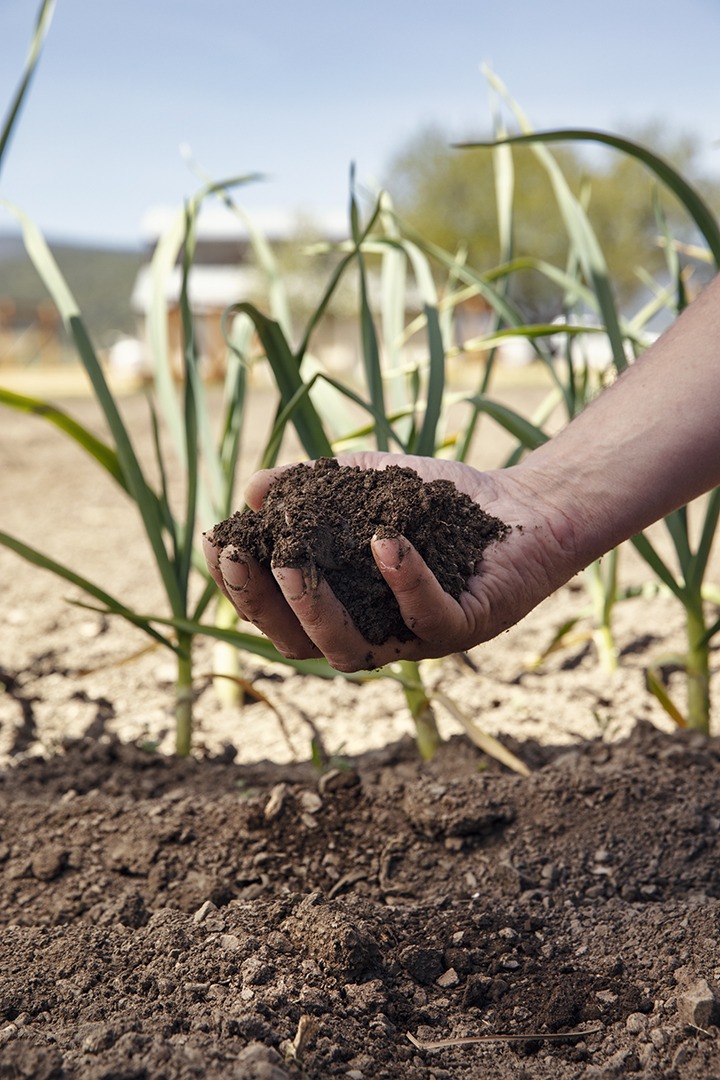 Soil in hand