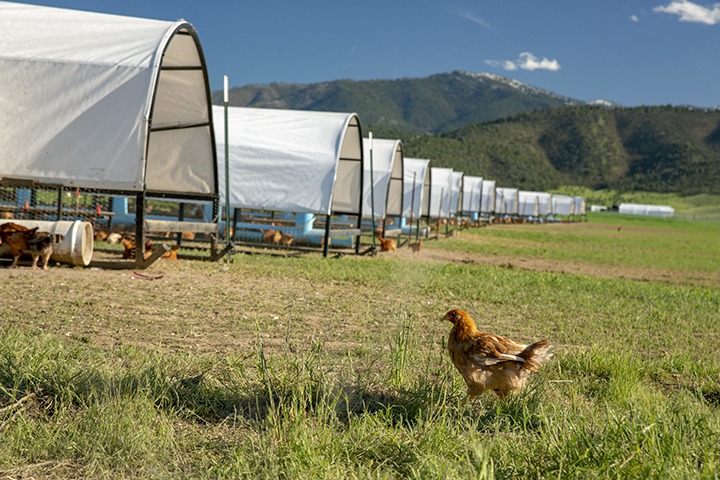 Chicken on a farm