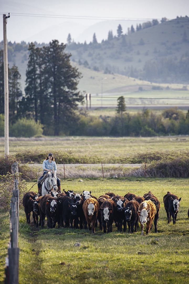 Cows being herded