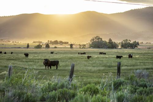 grazing herd